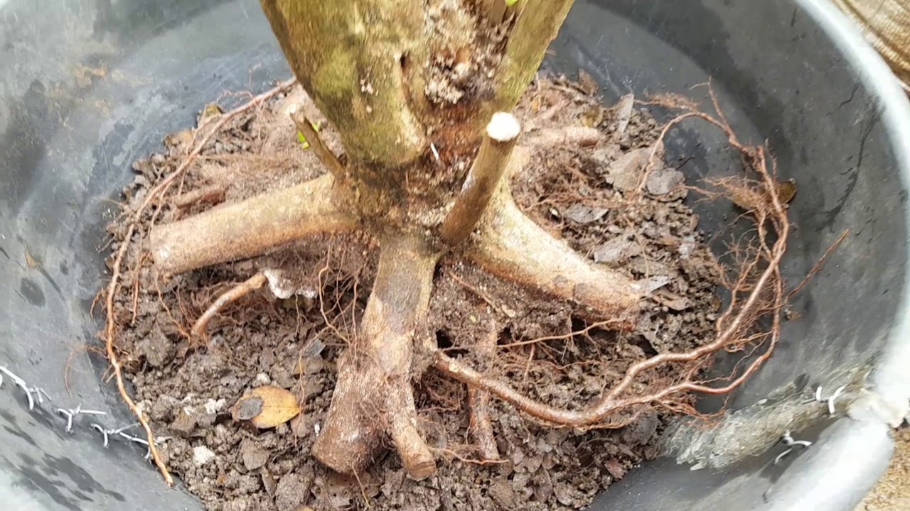 How to Revive New Hunt Bonsai Materials Using ICU Technique