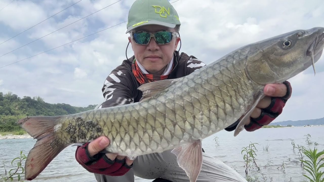 大甲溪釣遊日常,Astro Vibe 16.7g #strikepro #shimano #bassfishing #lurefishing #路亞 #river #0032025