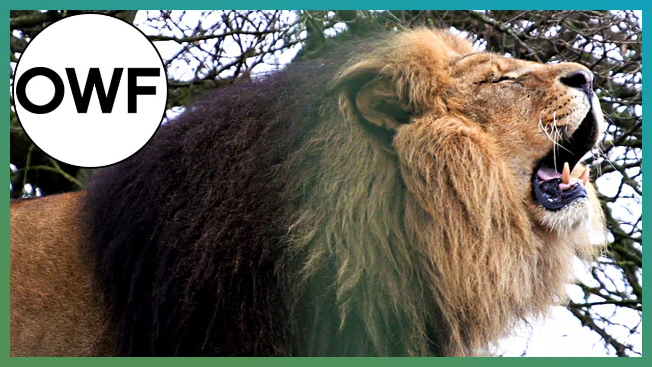How loud is a Lion's ROAR? | BBC Earth Explore