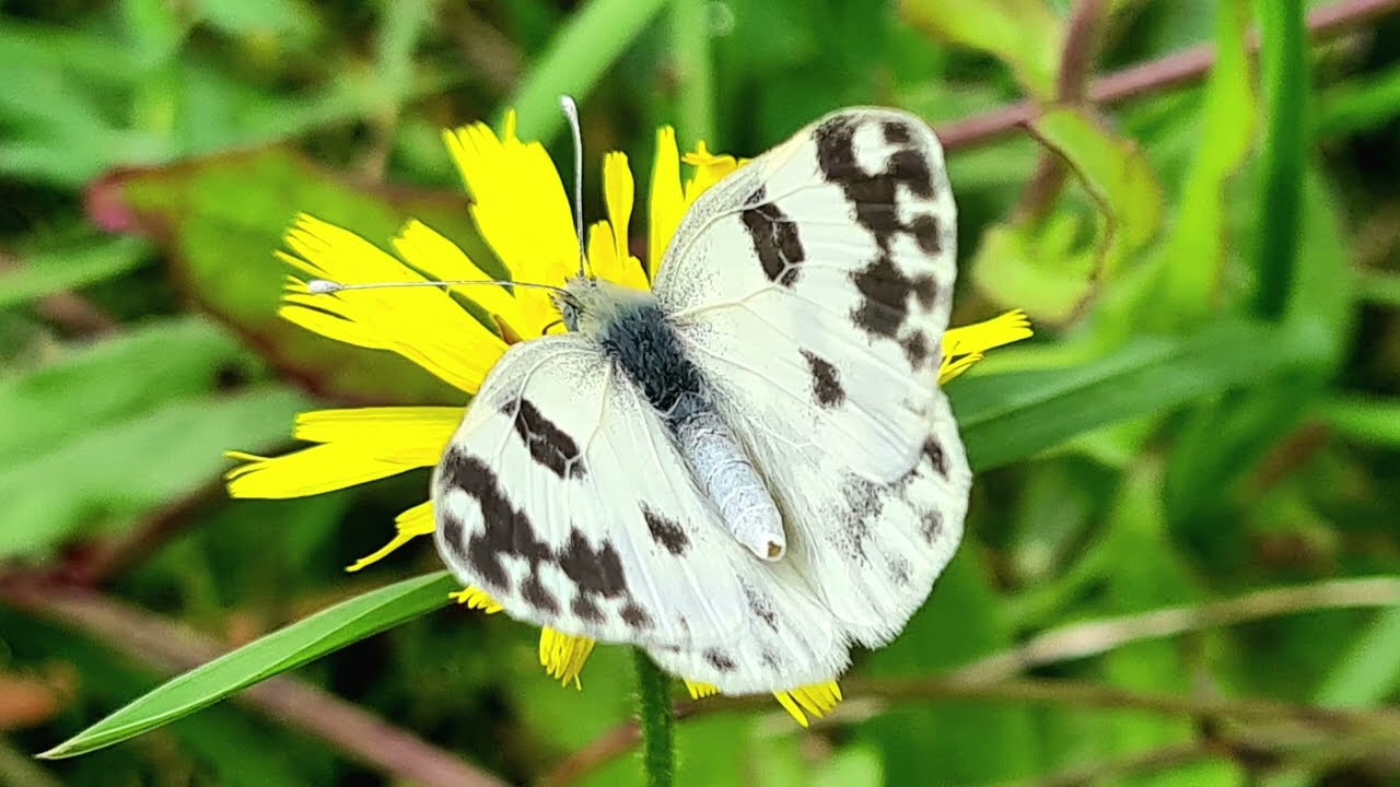 Weißlinge (2023 - 2025) - Pieridae