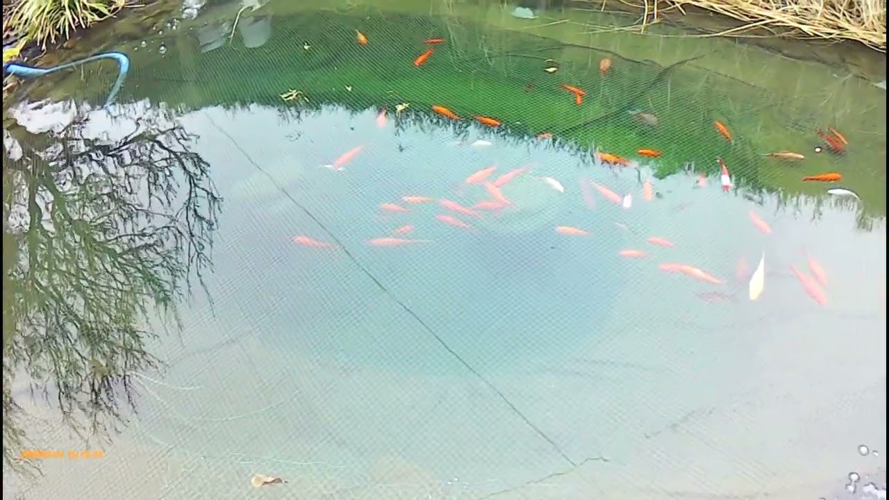 Gartenteiche🥰Zierfische🥰7000/1500 Liter🥰Audioton🥰Dual 2025 Gookam Go7 V.3.1 Cam4KHD/FullHD/Ultra HD🥰