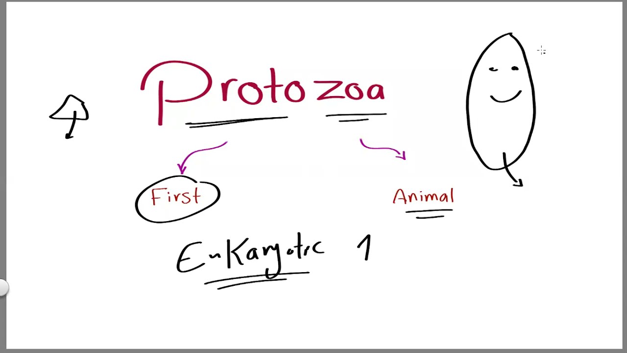 Parasitology 16 Protozoa General   »DrMoaz
