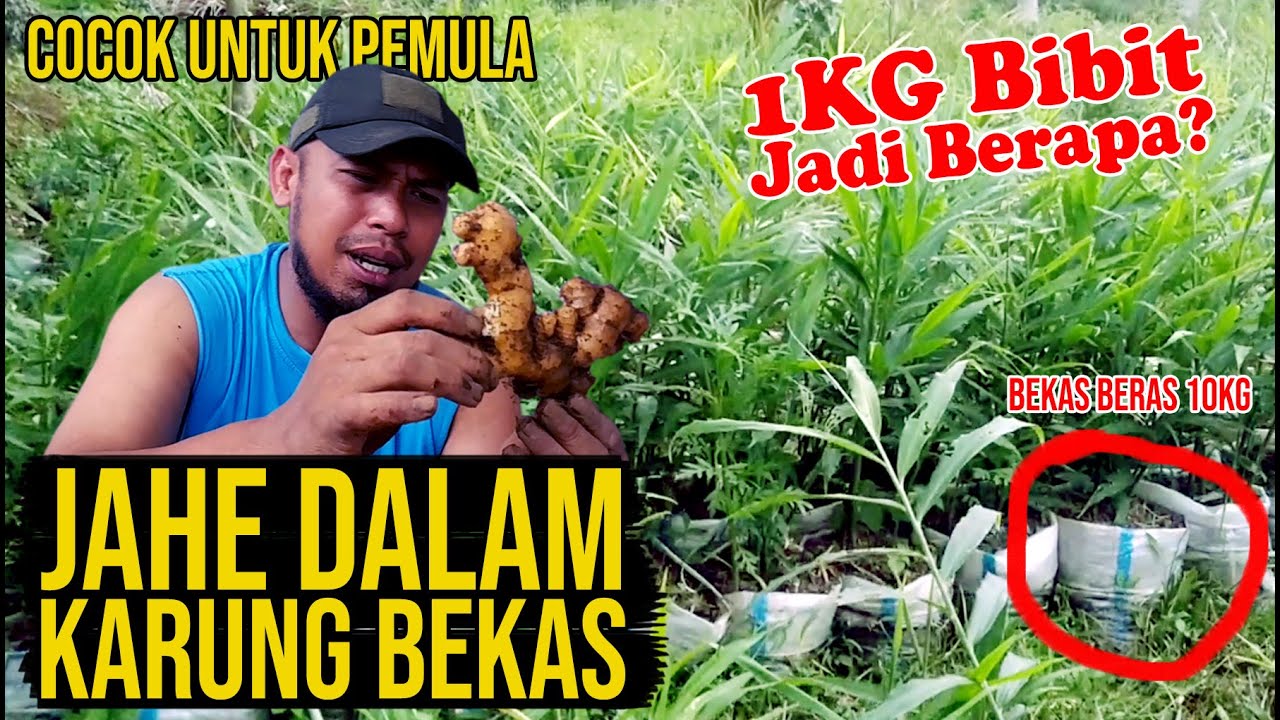 ▶ Panen Jahe Dalam Karung Bekas Beras 10KG. Bisa Dapat Berapa?