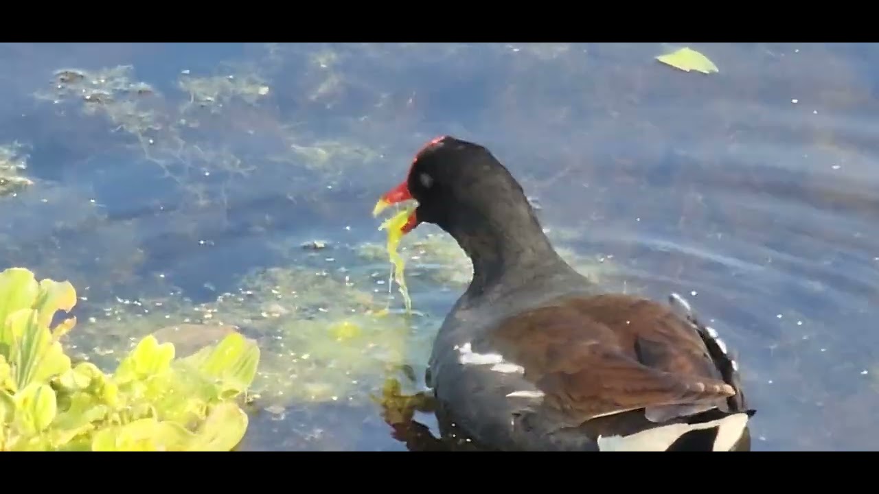 Common Gallinule squaks after eating underwater plants.