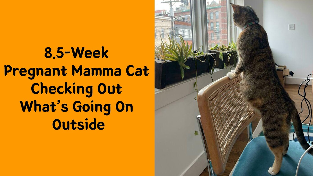 50 Beautiful And Adorable Photos Of Expecting Animal Moms