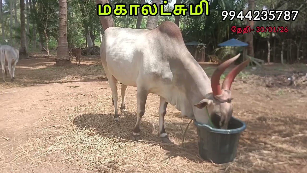 காங்கயம் அழகி‌ மகாலட்சுமி நல்ல குணம் மற்றும் கறவை உள்ள 9 மாதம் சினை பசு#காங்கயம் மாடு# #நாட்டு மாடு#