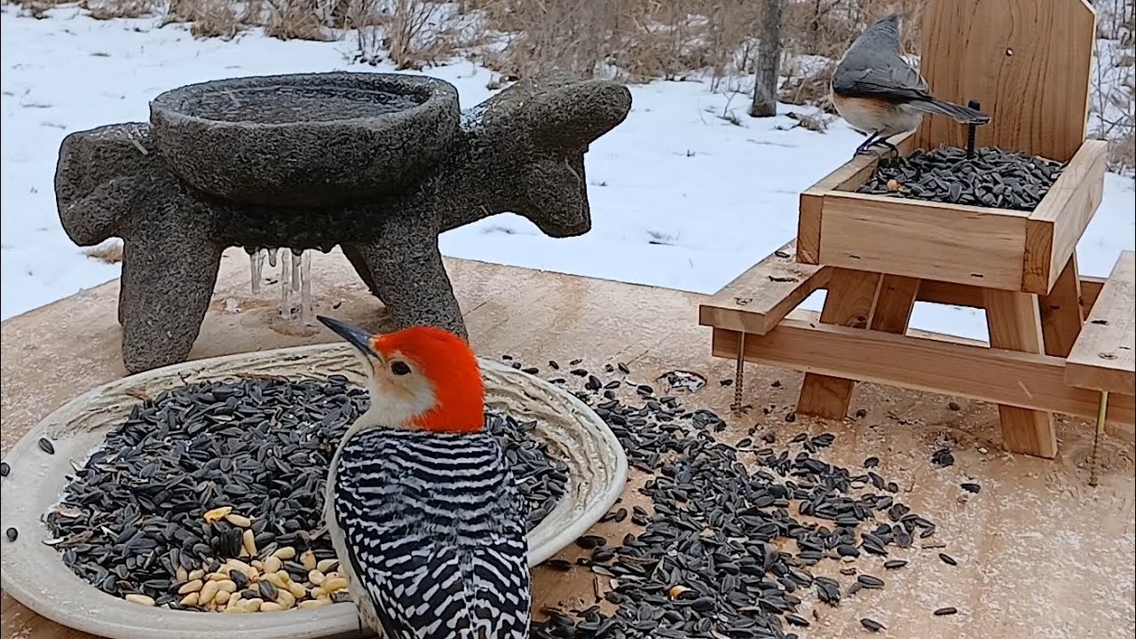 Relaxing nature sounds snowing #birds