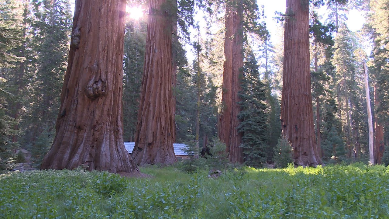 Restoring the Mariposa Grove of Giant Sequoias