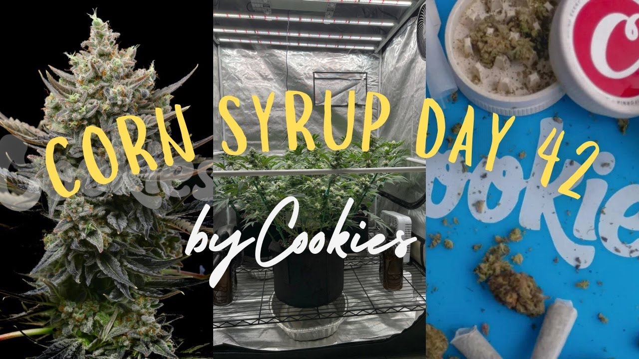 Corn Syrup By Cookies Genetics! Day 42!