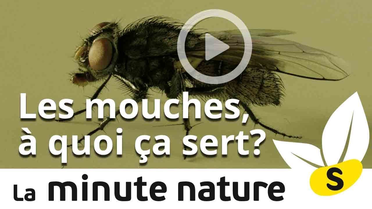 LES MOUCHES, A QUOI &Ccedil;A SERT? (No 53)
