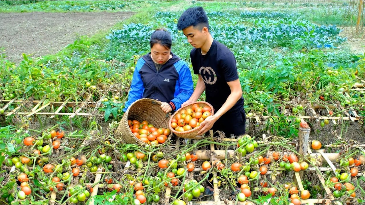 1 Year From Sowing To Harvest | Tomato Garden, Build Fence _ Phuong's family life