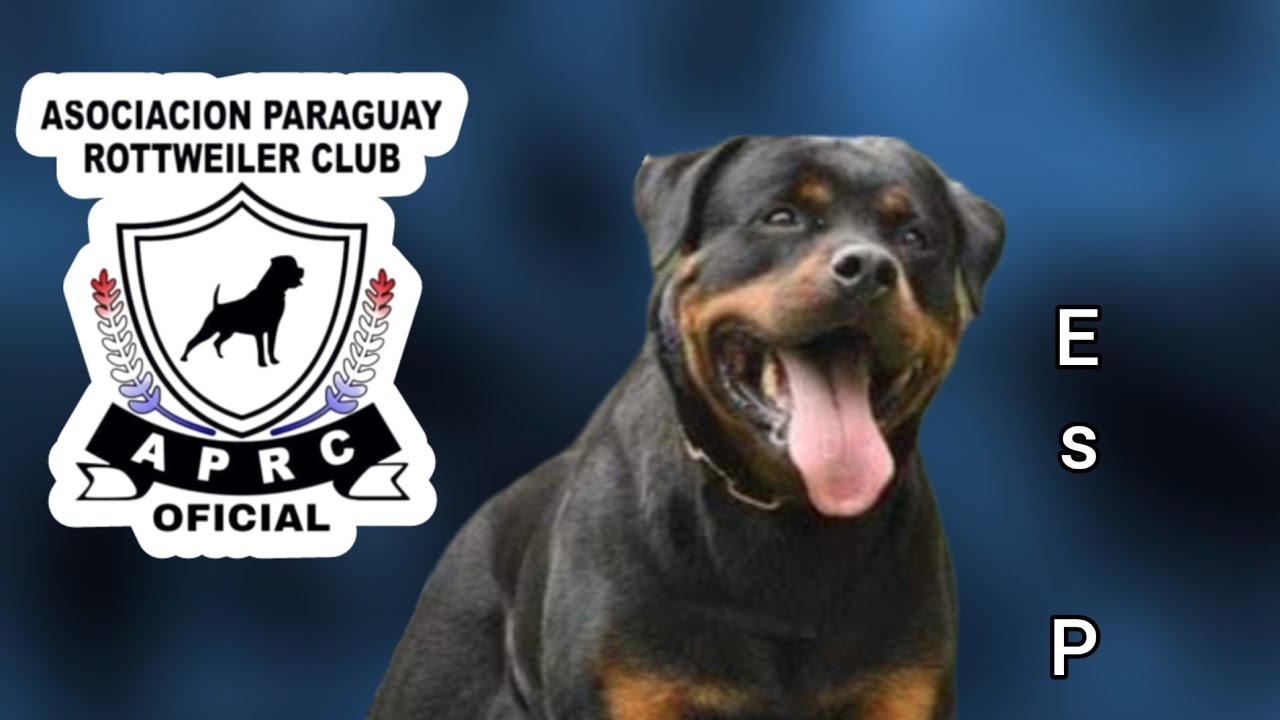 Como saber si tu Rottweiler es puro. Cualidades de un ejemplar puro.