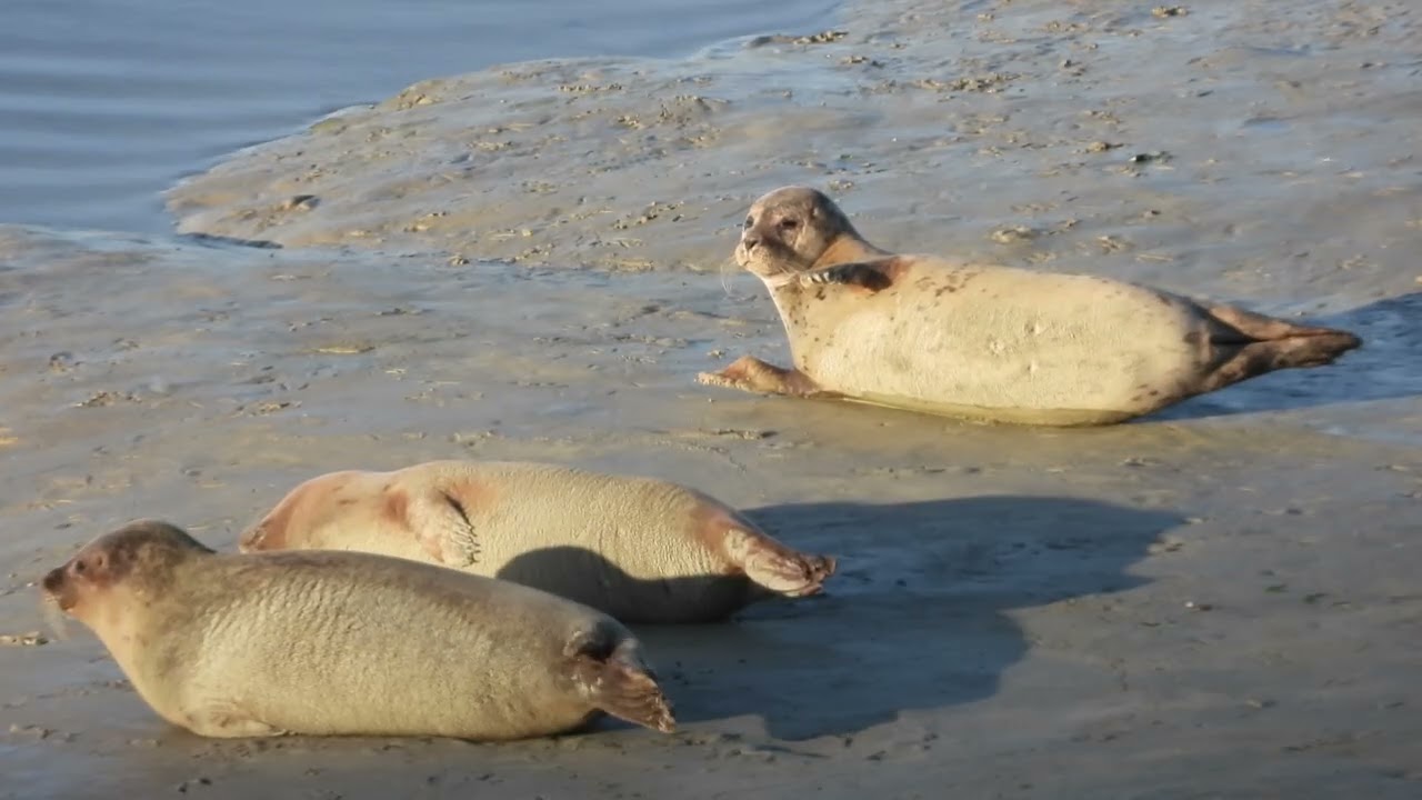 Réserve Naturelle et Nationale Baie de Saint Brieuc  Côtes d'Armor