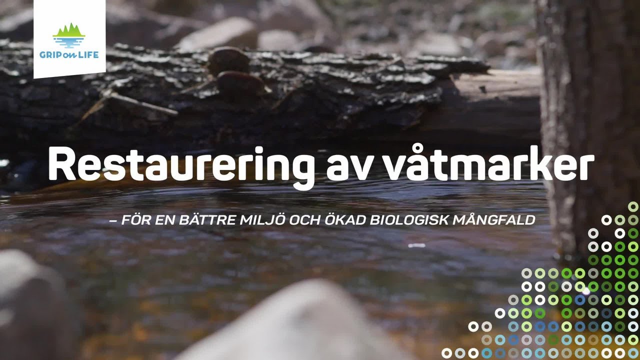 Restaurering av våtmarker