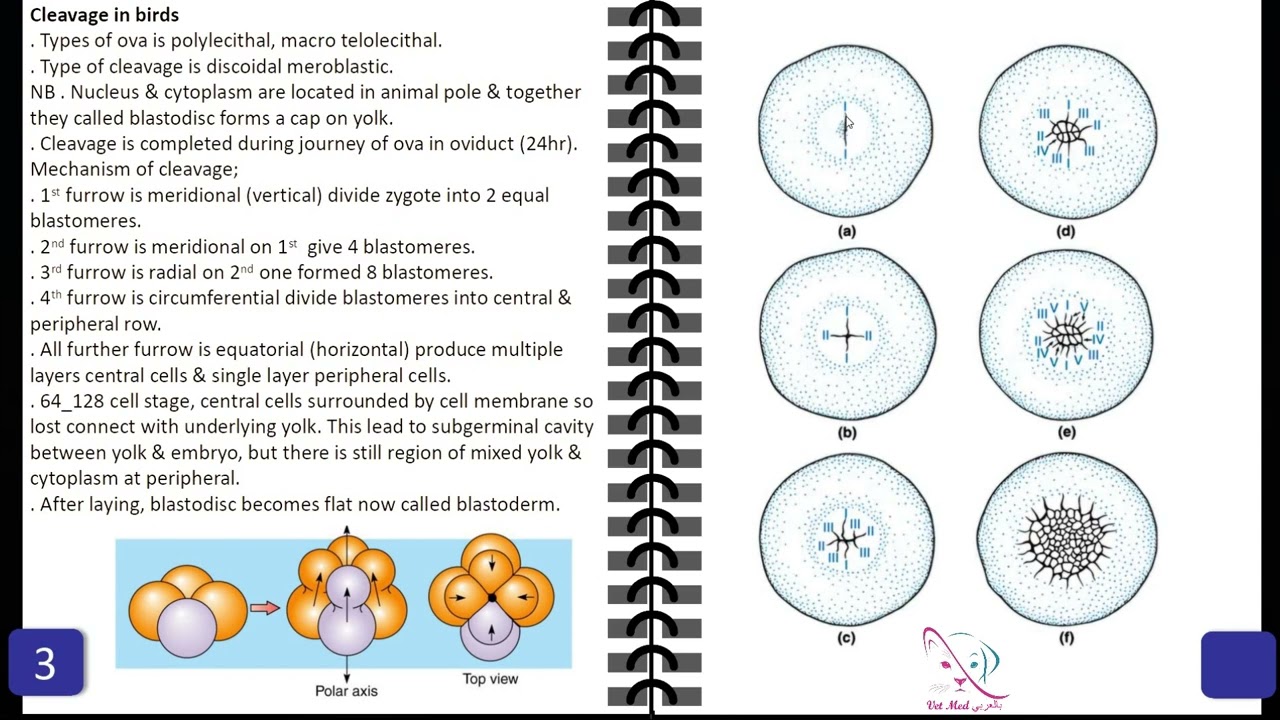 03. Veterinary anatomy General Embryology lecture 3 (part 2 / 2) Cleavage
