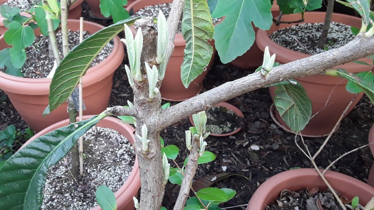 Loquat progress update, 5 weeks after massive pruning and planting into fabric pots