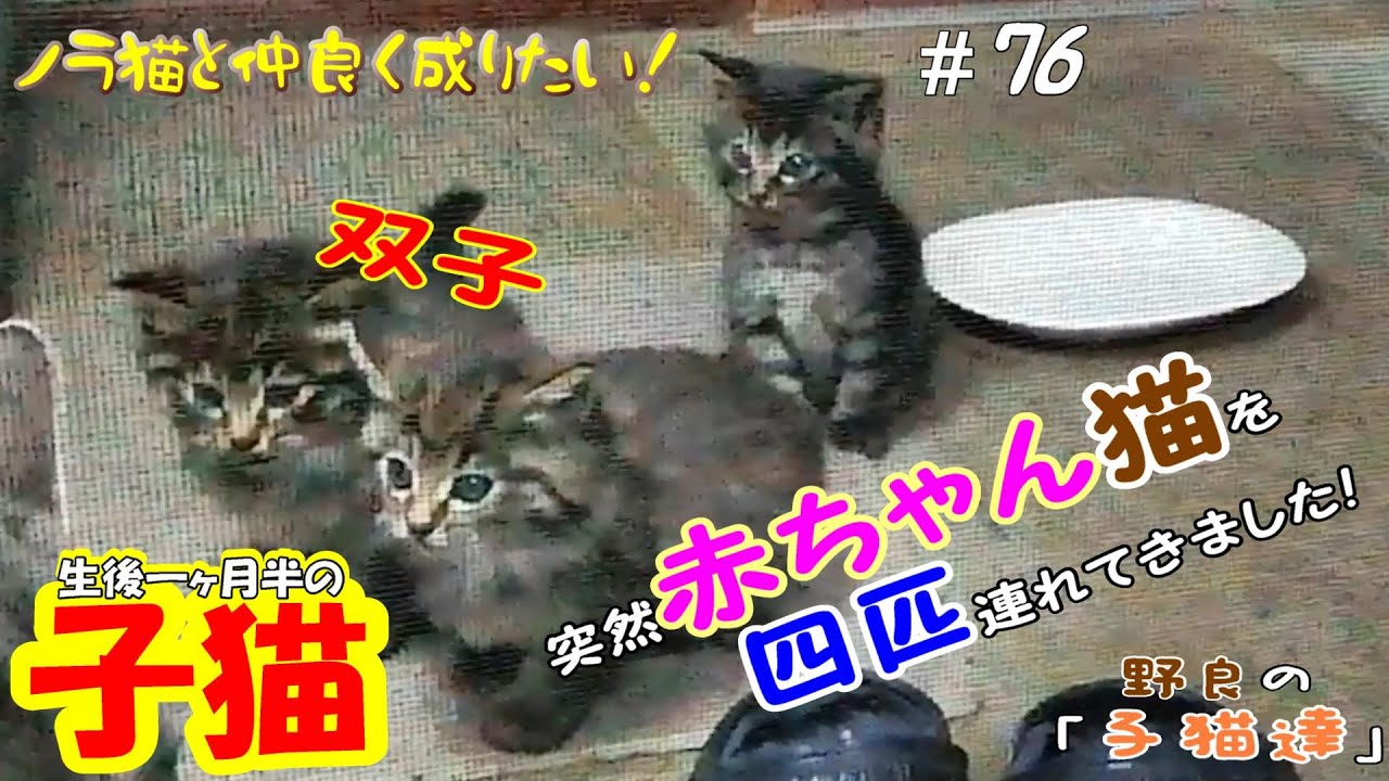 【protect the cat】毎日ご飯に来る野良猫が「赤ちゃん猫」を四匹も連れて来ました😱　双子の可愛い赤ちゃん猫も！通いネコ 「しまちゃん」#76