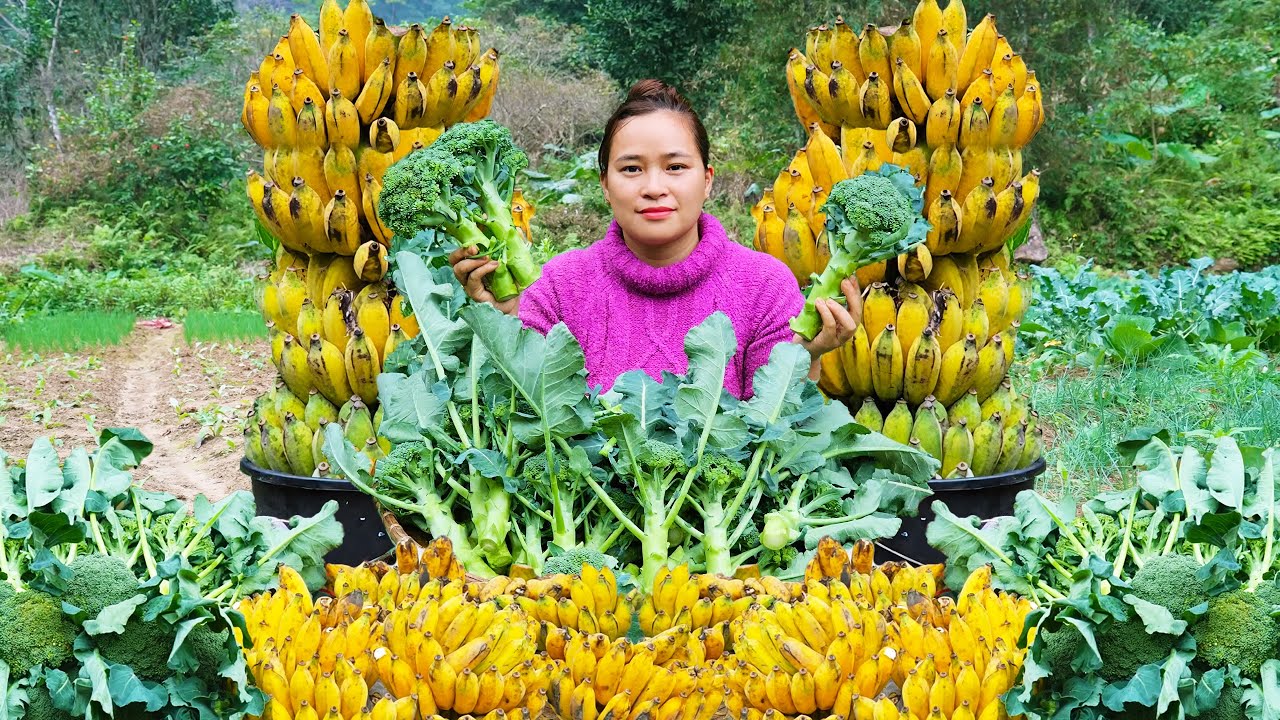 How to Harvest Giant Bananas & Cauliflowers to sell, Make Crispy Fried Banana | LTC - Free Bushcraft