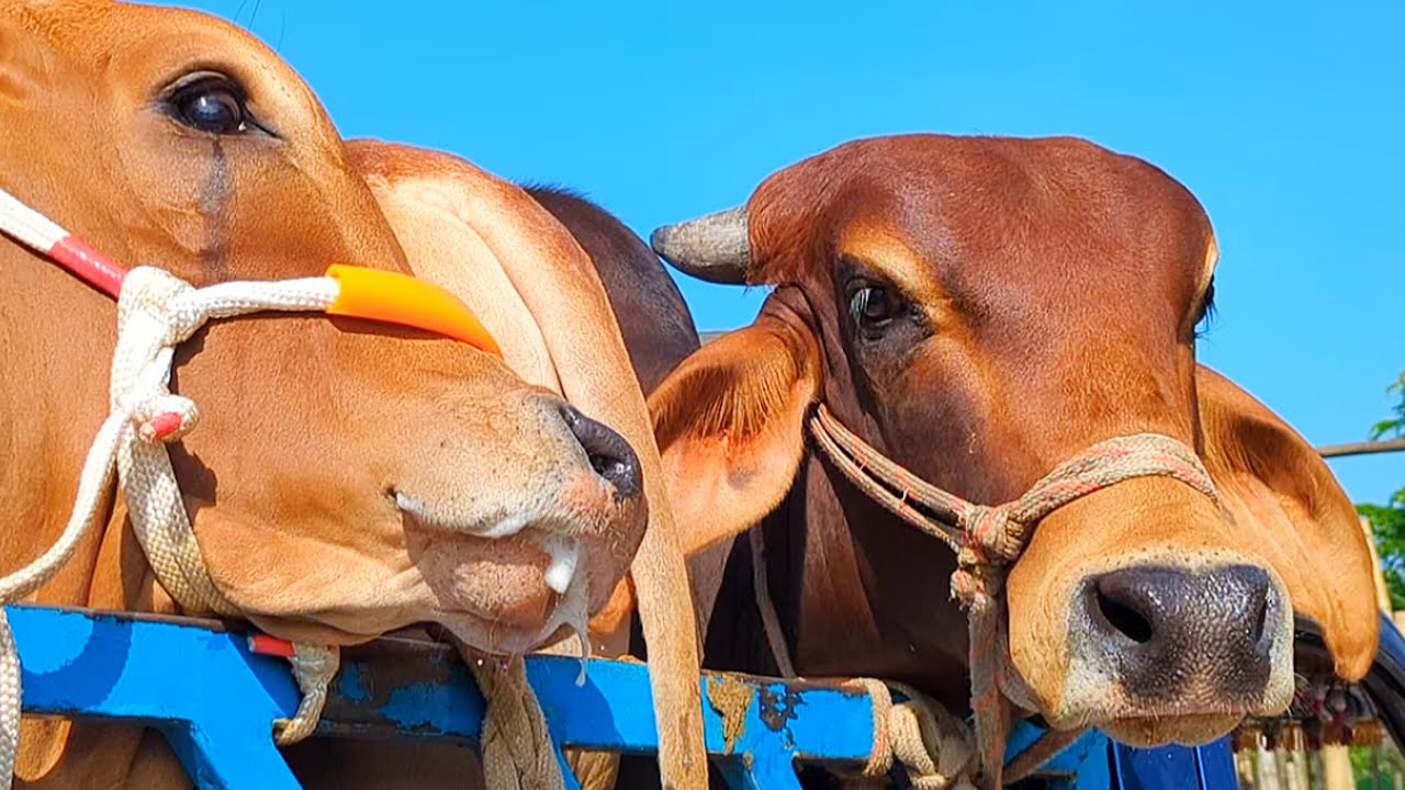 cow unloading, cow videos, cow video, animal, big cow, goru hamba cow, Ep-18