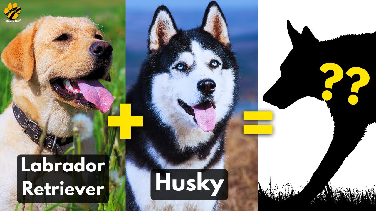 TOP 5 Cutest Labrador Retriever Mix Breed Dogs You'll Ever See!