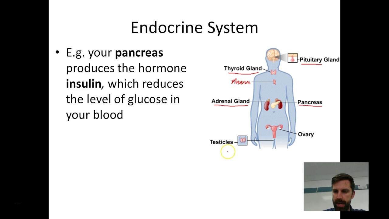 Year 9 Science - Endocrine System