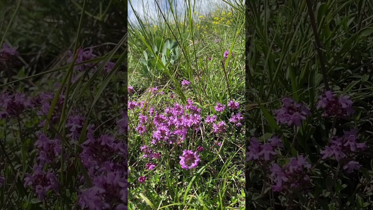 Majčina du&scaron;ica - lekovito bilje Zlatibora