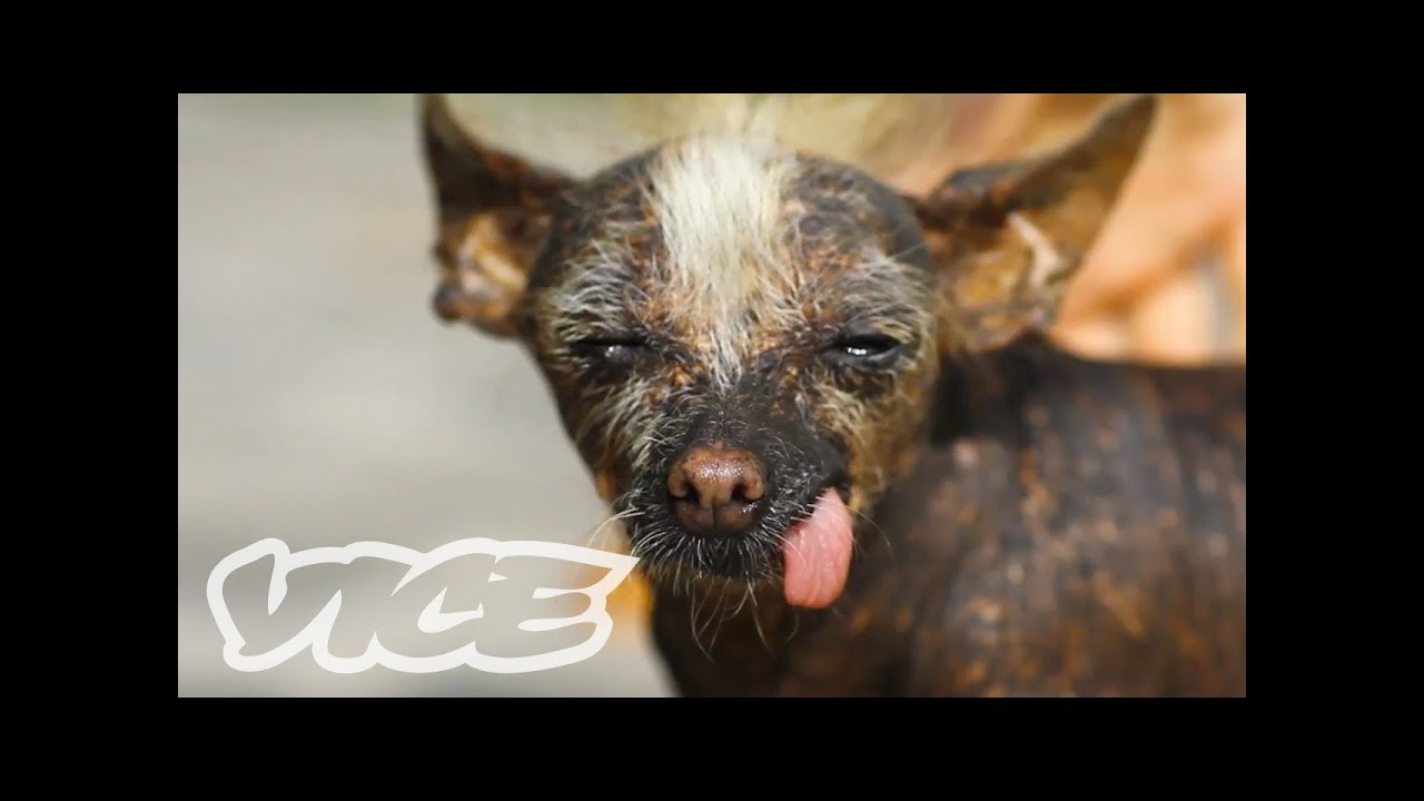 Cute Peruvian Hairless Dogs! | The Cute Show