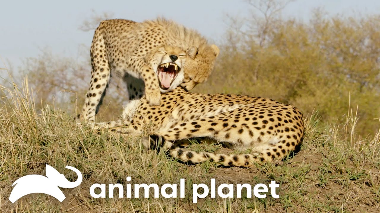 The Dangerous Life of A Jungle Cat! | Big Cat Tales | Animal Planet
