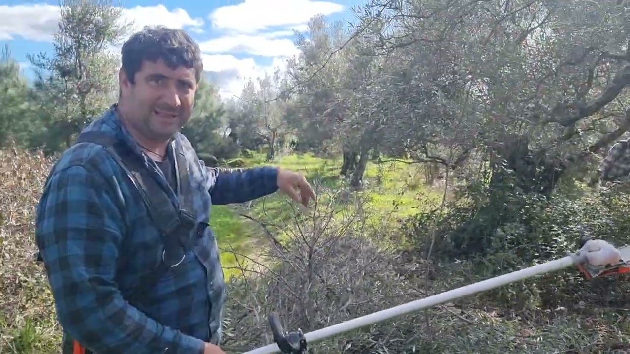 Tarde de limpieza de olivos. Ayudando a mi hijo autóctono