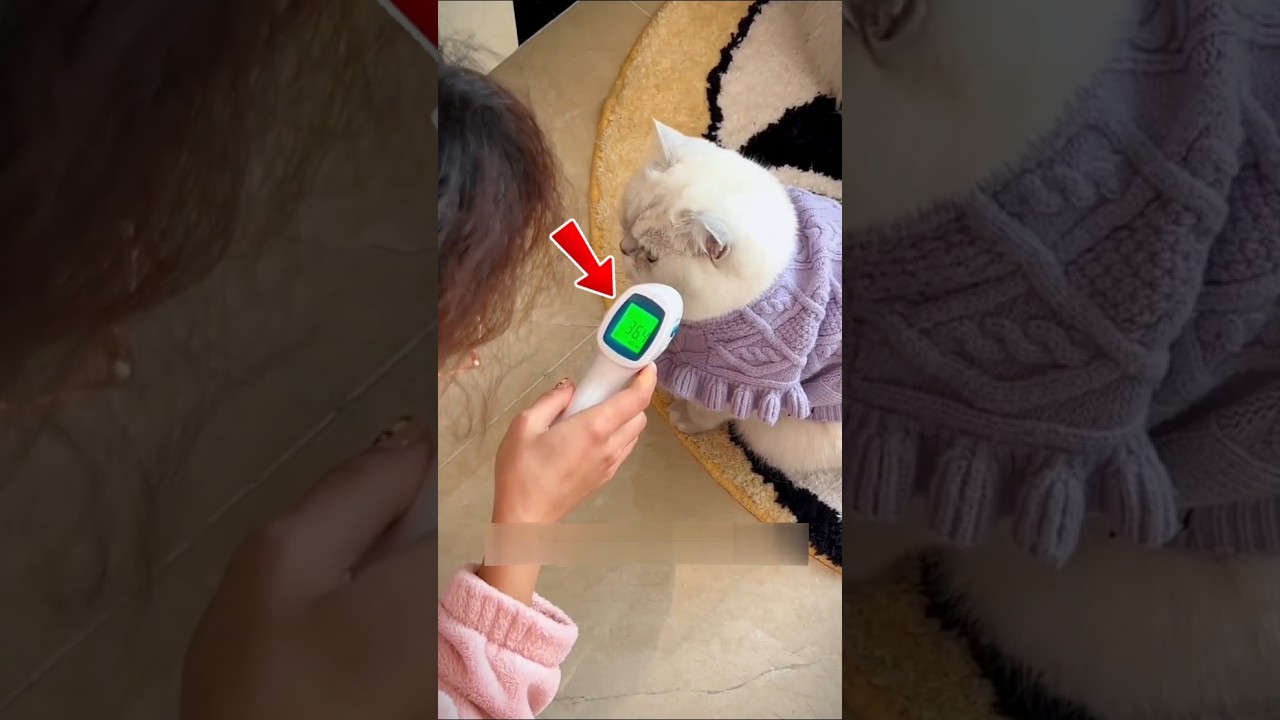 Cat Secretly Bought Medicine for Her Owner! 🎁😍.