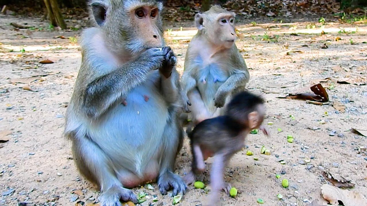 Monkey Anna No Care To Play With Cute Tiny Baby Reza While Rene Sitting Behind | @chaskayRL