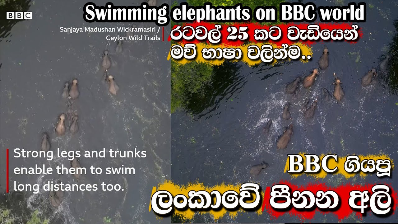 BBC ගිය පීනන අලි sri lankan swimming elephants #photography #wildlife #viral