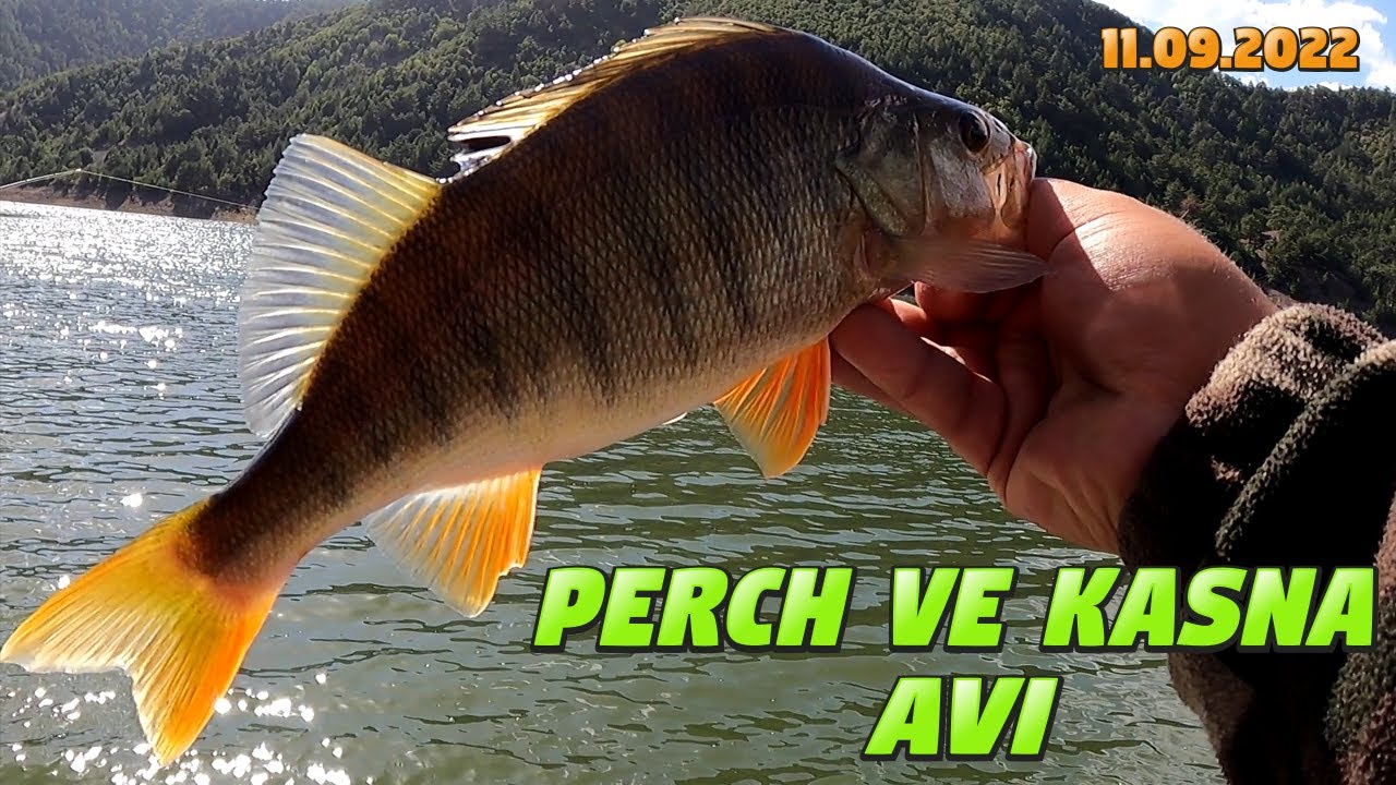 ÇAMLIDERE & EĞREKKAYA PERCH VE KASNA BALIK AVI.KOCA KASNAYI KAÇIRDIK AMA PLAKASI ELİMİZDE :)