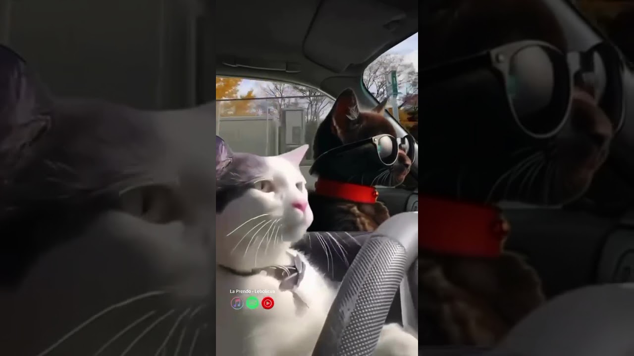 El m&aacute;s tiguere #alofoke #memes #humor #alofokeradioshow #animalesdivertidos #parejas #unpocodetuamor