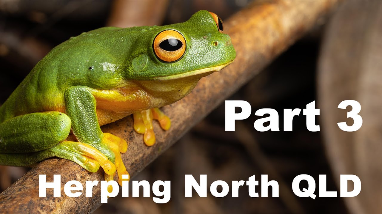 FLIPPING and other herping (North QLD Part 3) Australia