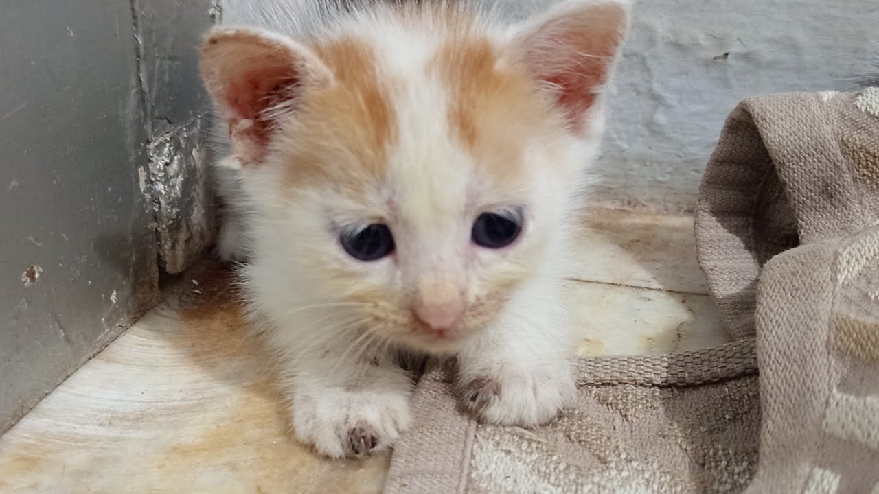Malam Penuh Taring: 7 Kucing Angora Eksplorasi Gelap