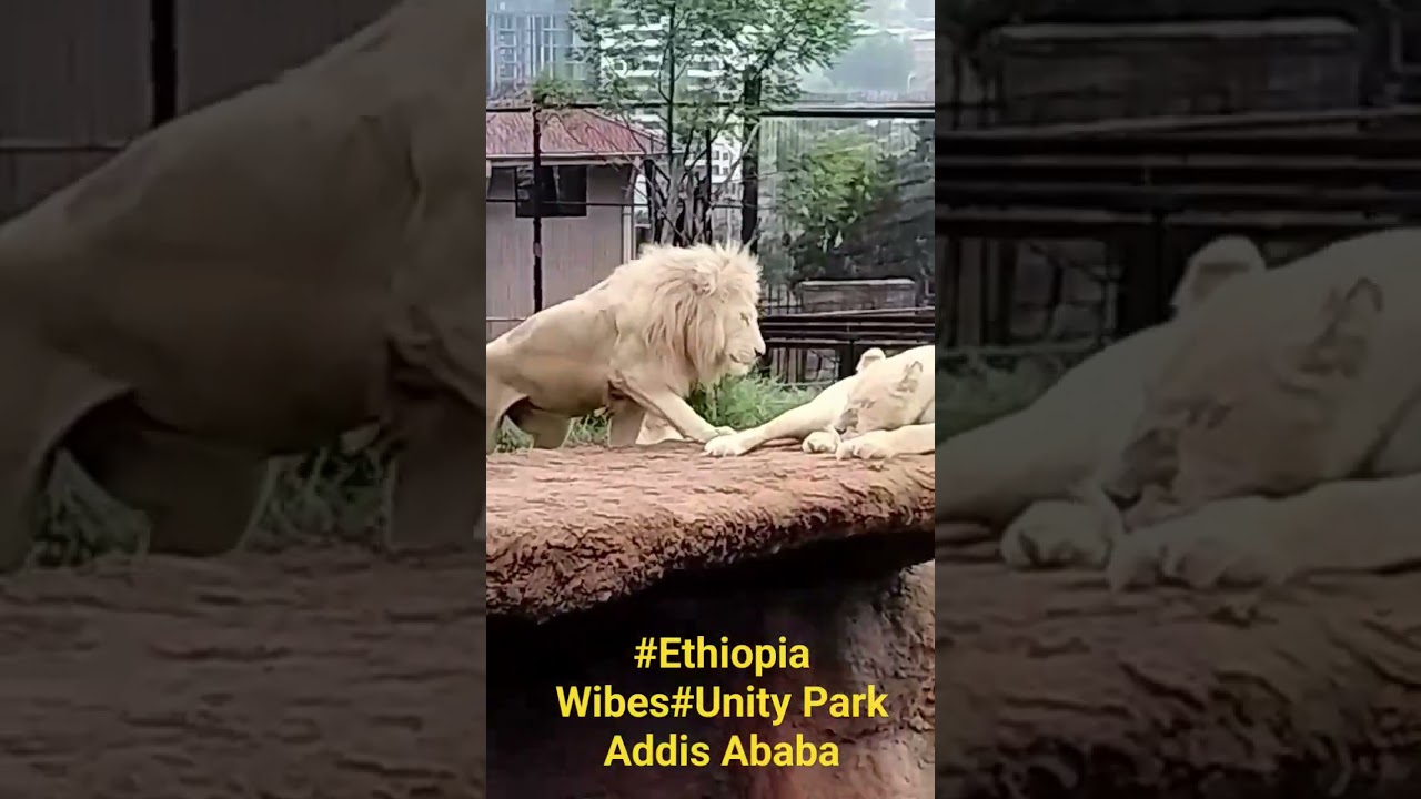 UNITY PARK ADDIS ABABA, ETHIOPIA #The royal arrival of the king of the jungle