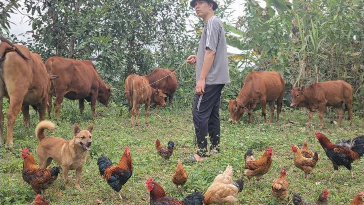 A simple working day in the countryside: feeding fish, digging turmeric, and herding cows