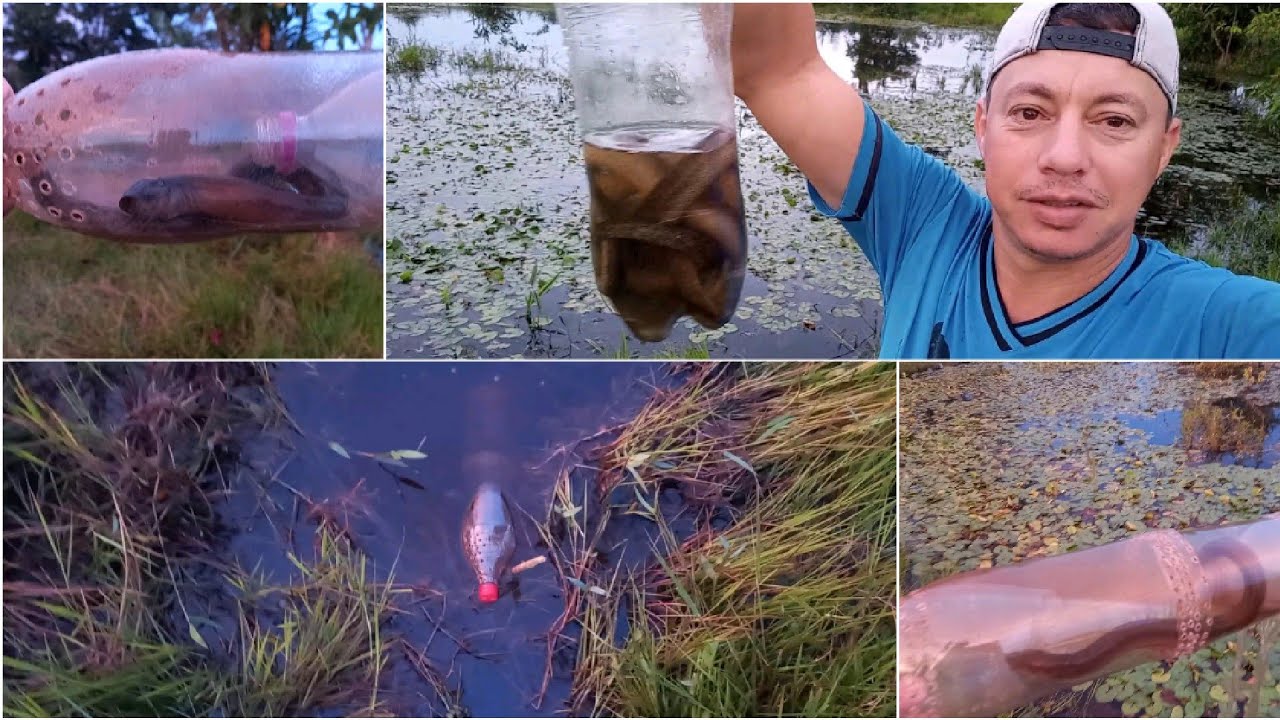 PESCANDO PIRAMBOIA, COM ARMADILHA DE GARRAFA PET. #pescaria