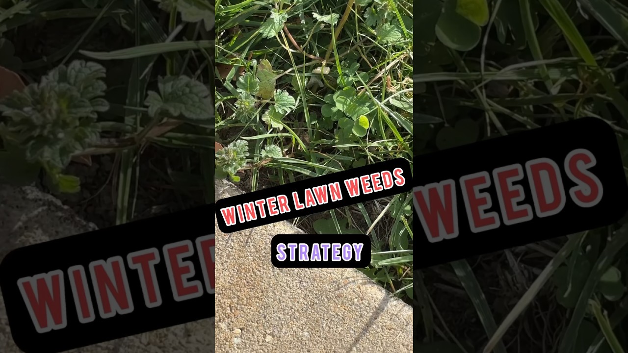 What To Do About Winter Lawn Weeds 