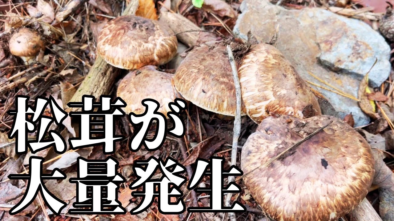 群生から始まり、不発を越えて再び松茸ラッシュ
