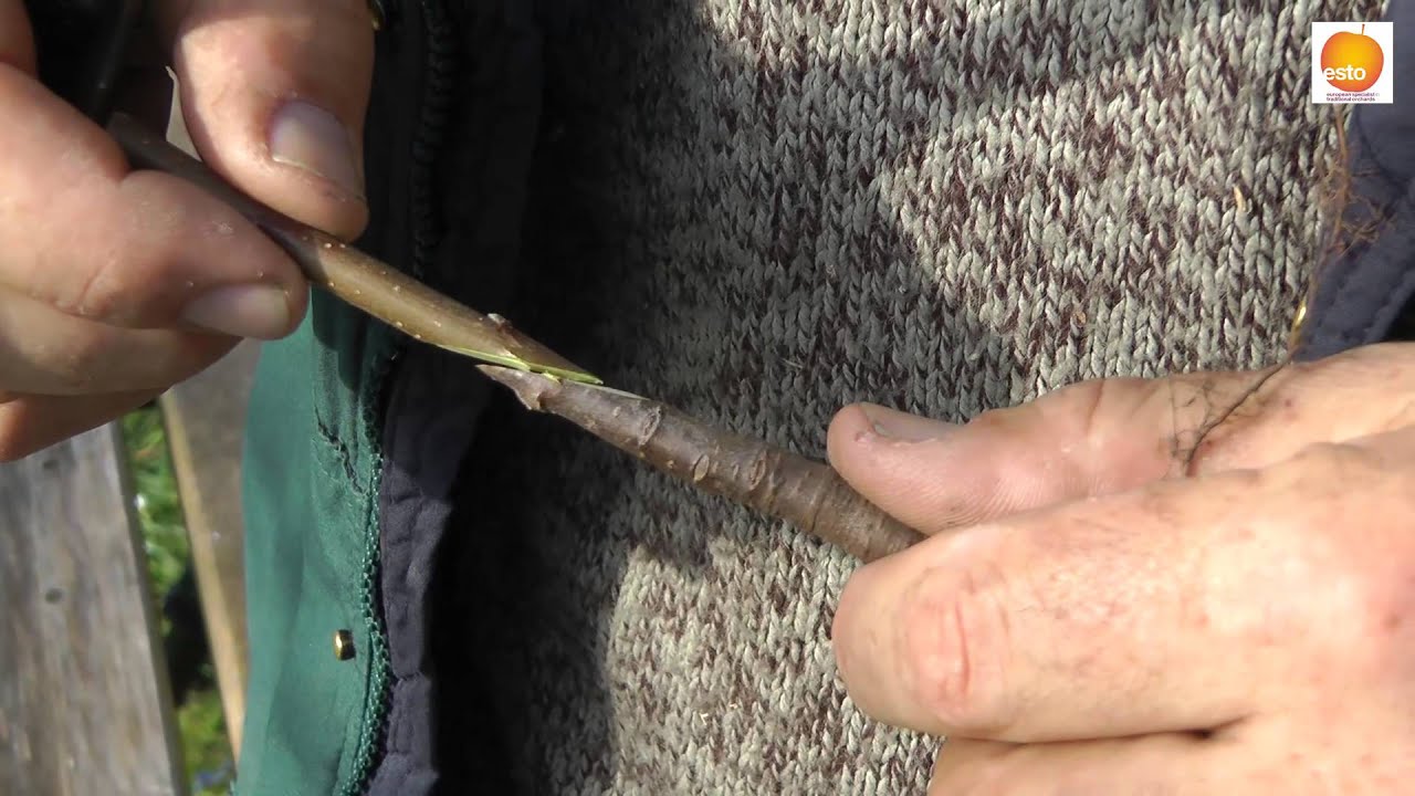 Grafting of fruit trees (Tongue-grafting)