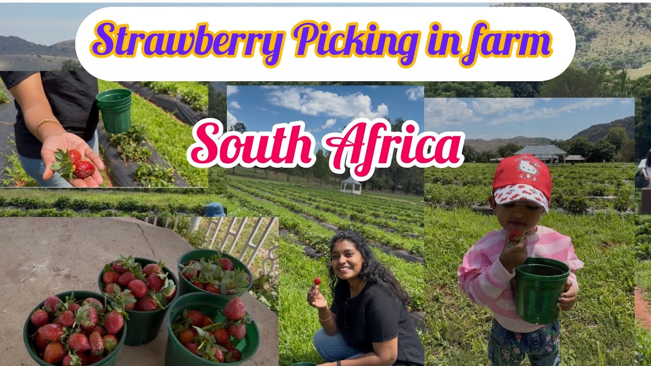 South Africa வில் அருமையான Strawberry Farm