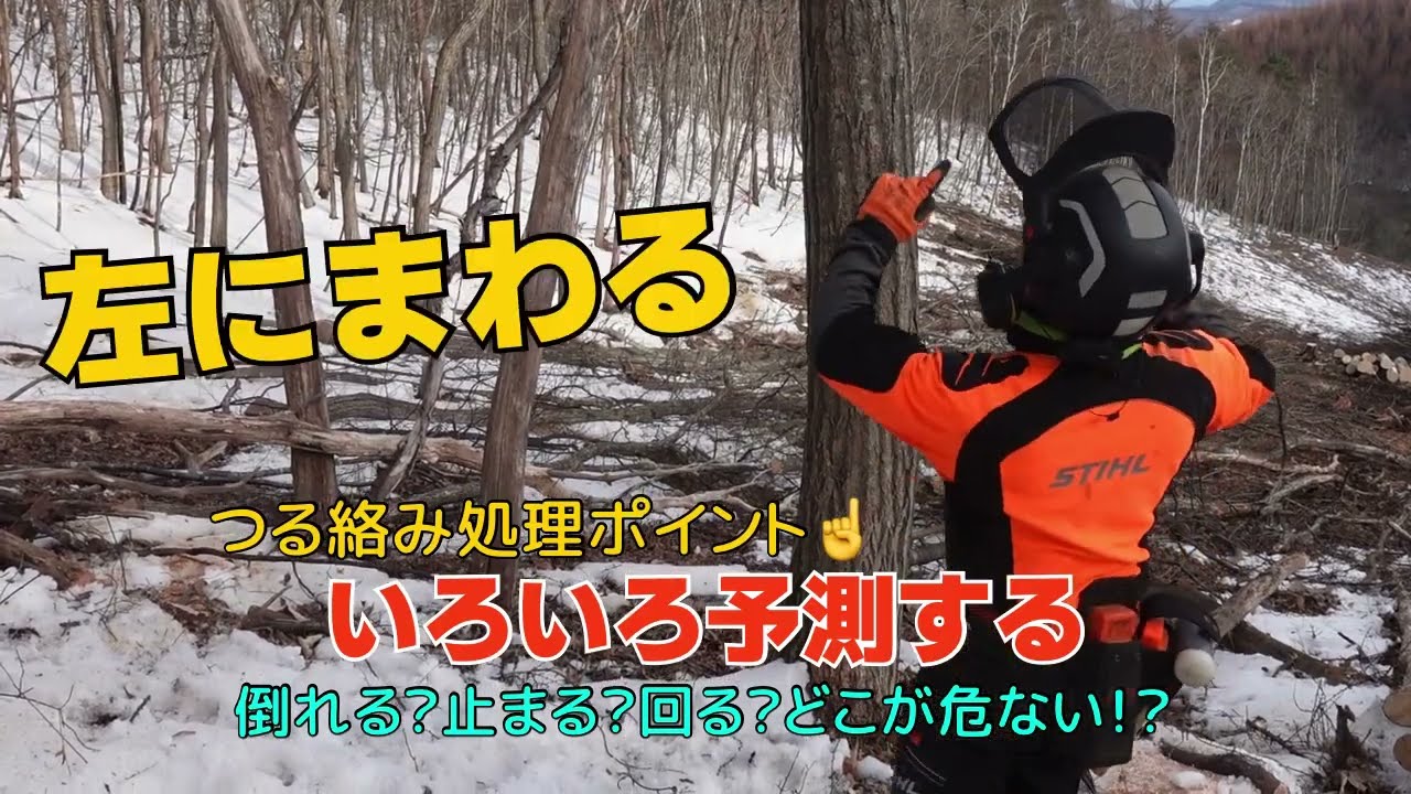 林業技術普及セミナー 広葉樹の伐倒 危険度ＭＡＸ！つる絡みのクリ