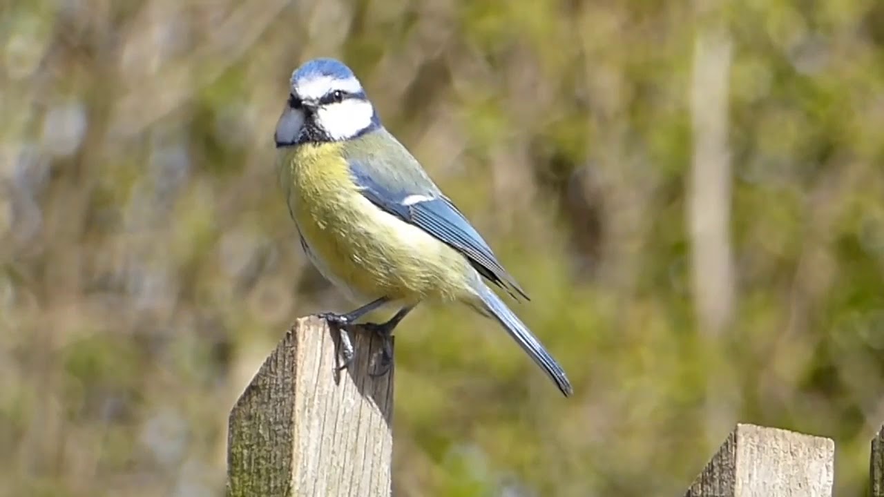 Best Beautiful Birds For Birds lovers II HD