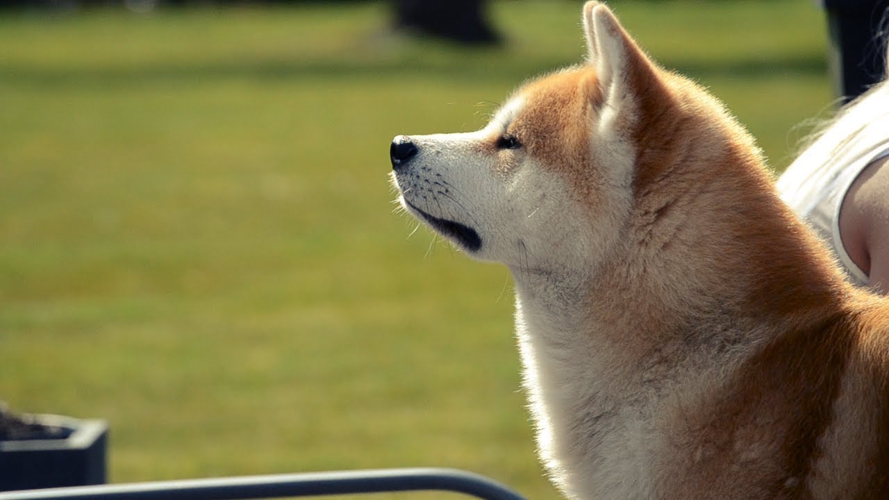 Akita Inu Kaitô - Sunny Afternoon