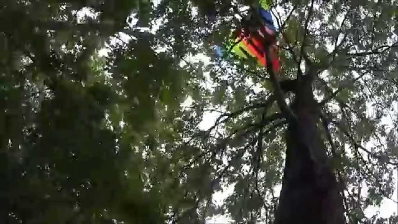 Kite rescued from tree