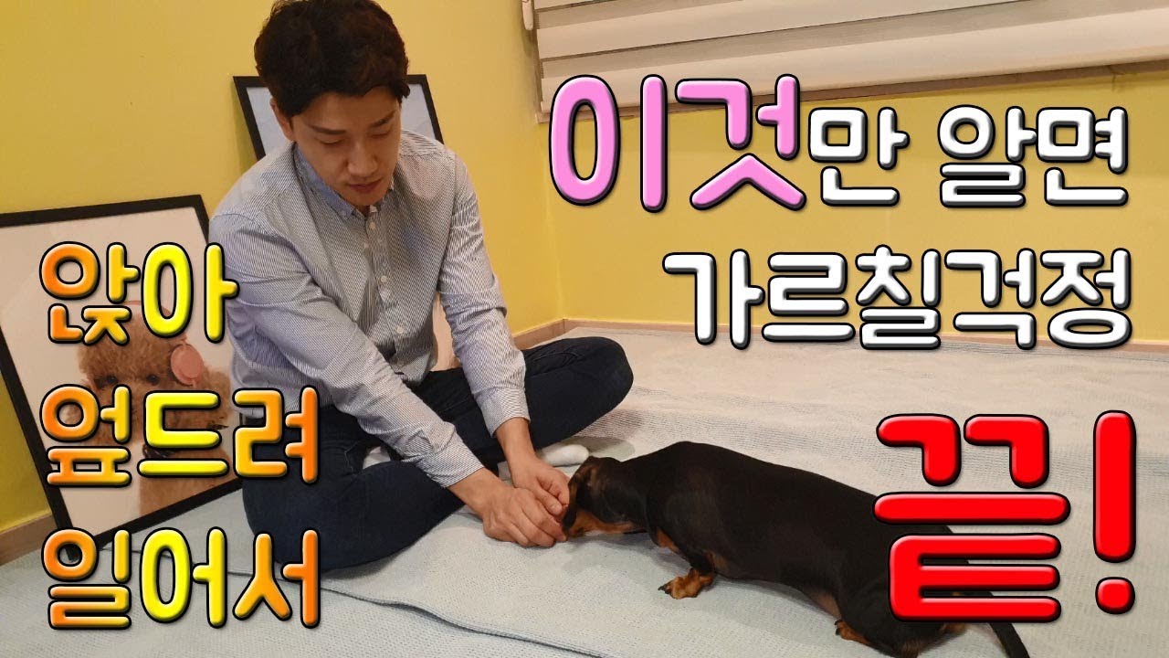 강아지 앉아,엎드려,일어서 훈련방법!! 이것만 알면 가르칠 걱정 끝!![손선생]