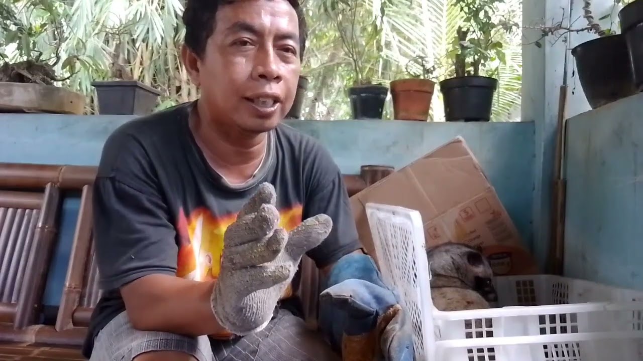 mengatasi MUSANG PANDAN yang stress