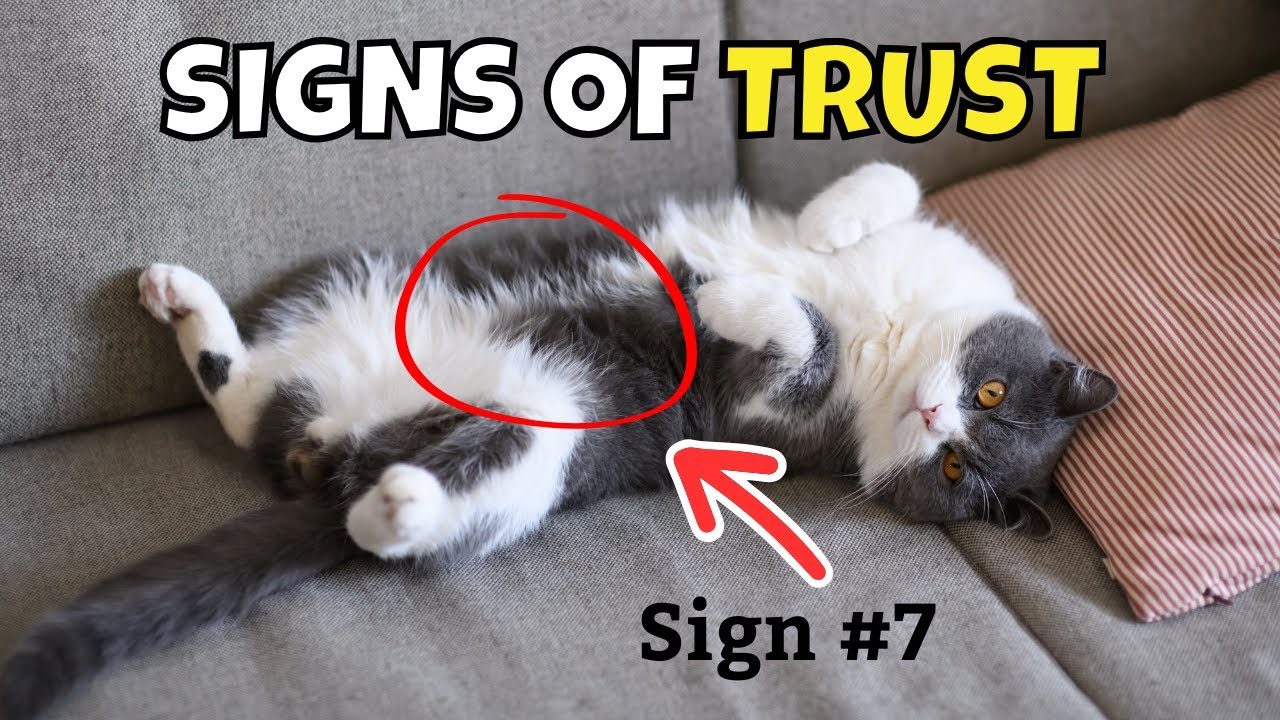 10 Signs Your Cat REALLY Trusts You
